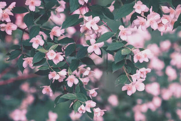 Fiore di gelsomino in fiore nel giardino Colore vintage