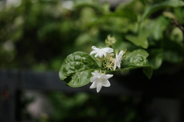 Fiore di gelsomino simbolo della festa della mamma in Thailandia spazio per il testo