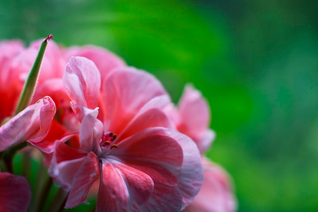 Fiore di geranio da vicino Sfondio floreale a colori rilassanti Immagine primaverile