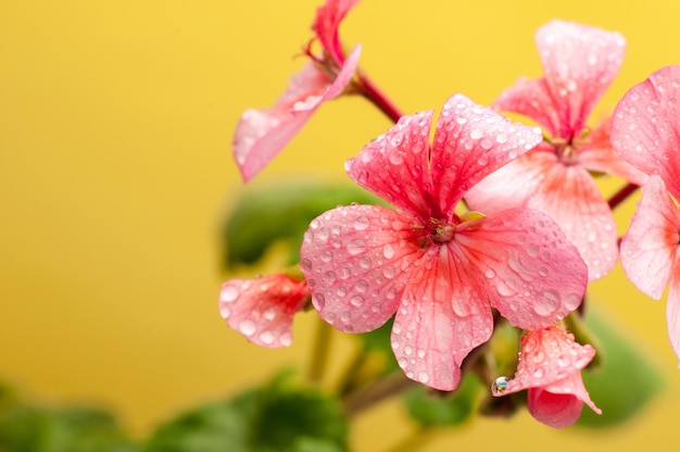 Fiore di geranio rosa su sfondo giallo