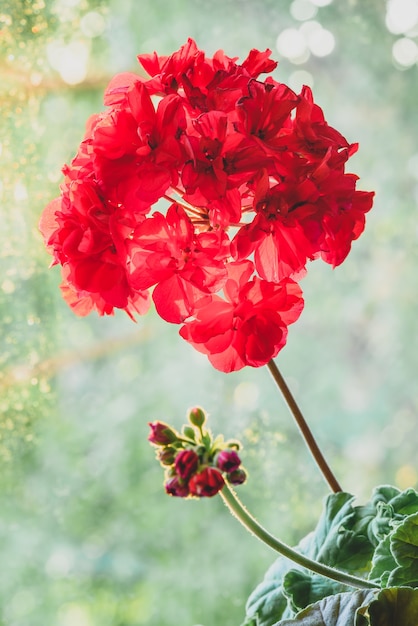 Fiore di geranio rosso alla luce dell'alba su sfondo sfocato