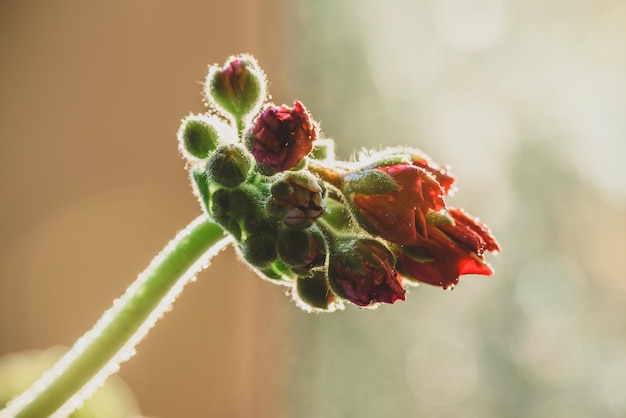 Fiore di geranio rosso alla luce dell'alba su sfondo sfocato