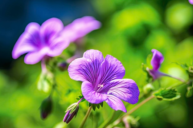 Fiore di geranio wilfordii