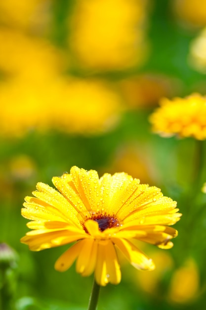 fiore di gerber con gocce d&#39;acqua