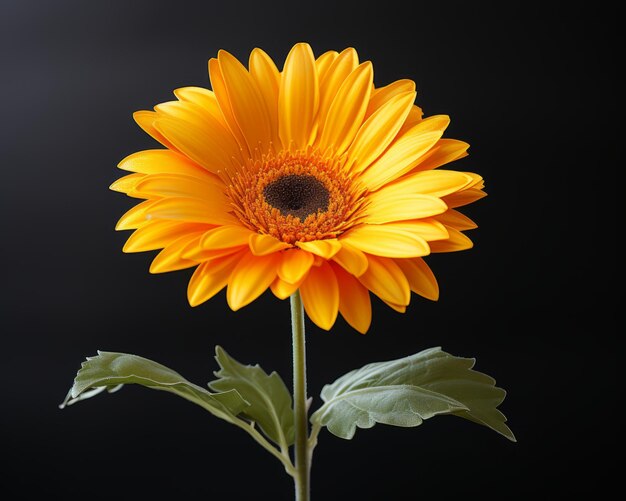 fiore di gerbera arancione su sfondo nero