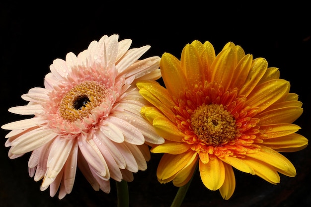 fiore di gerbera con goccia d'acqua