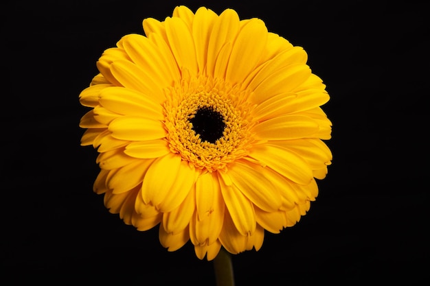 Fiore di gerbera giallo isolato su sfondo nero