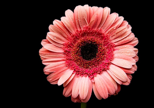 Fiore di gerbera luminoso su cemento nero, vista dall'alto