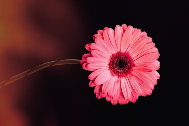 Fiore di gerbera rosa su sfondo nero con riflessi di colore