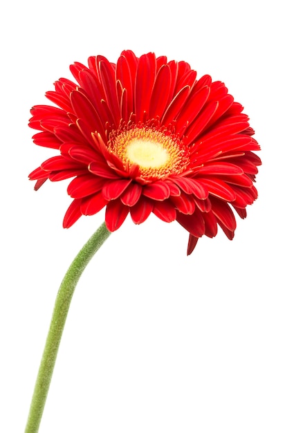 fiore di gerbera rosso isolato su sfondo bianco