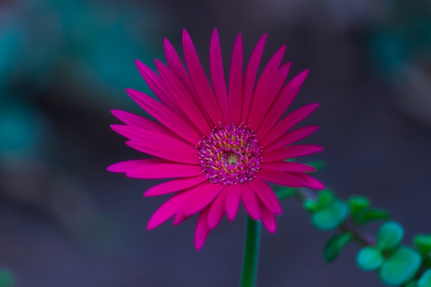 Fiore di gerbera