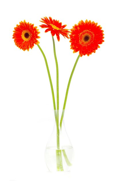 Fiore di gerbera