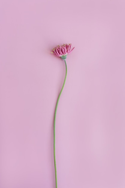 Fiore di gerbero rosa su sfondo rosa Composizione floreale di natura morta minimalista e elegante