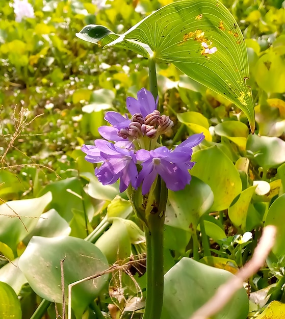 Fiore di giacinto d'acqua con sfondo naturale