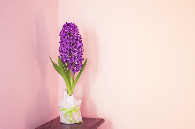 fiore di giacinto in una pentola sta sul comodino sullo sfondo di un muro rosa