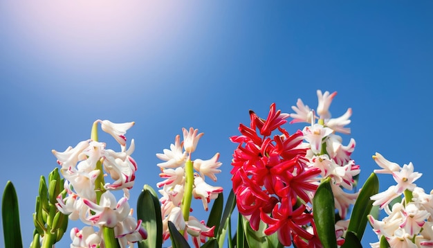 Fiore di giacinto nel giardino con spazio per le copie