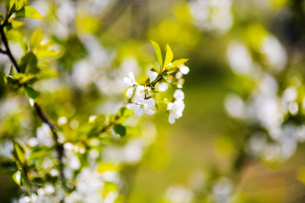 Fiore di giardino di mele sull'albero primaverile