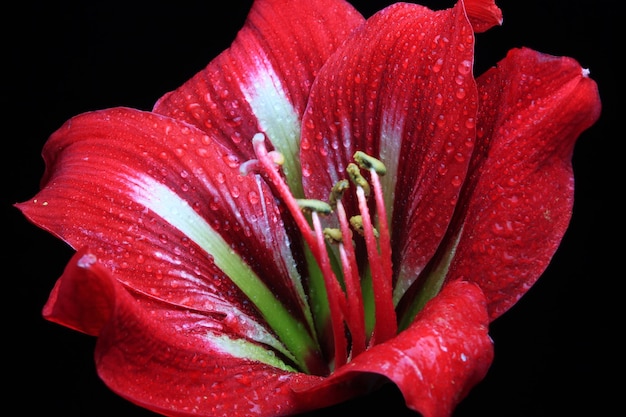 Fiore di gigli rossi su sfondo nero, bellissimo amarillide rosso