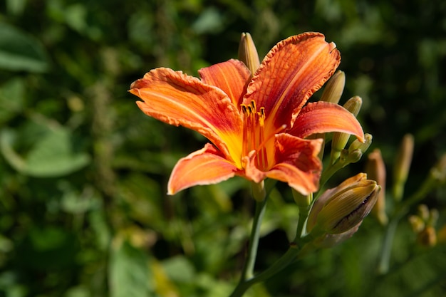 Fiore di giglio arancione in un giardino