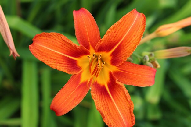 Fiore di giglio arancione su sfondo verde