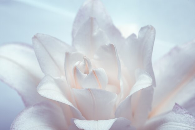 Fiore di giglio bianco close up petali di giglio di peonia su sfondo blu floreale naturale Macro fotografia