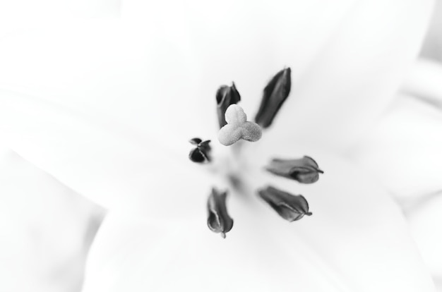 Fiore di giglio bianco nero in dettaglio sullo sfondo dell'oggetto