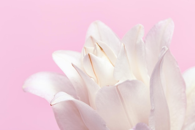 Fiore di giglio bianco, petali di giglio di peonia ravvicinati sul rosa. Sfondo floreale naturale con copia spazio. Macrofotografia.