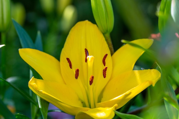 Fiore di giglio da giardino in fiore con petali gialli luminosi in una fotografia macro di una giornata di sole estivo