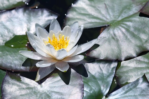 Fiore di giglio di loto bianco sull'acqua