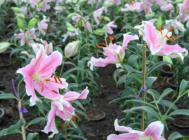 Fiore di giglio di Pasqua rosa (Lilium longiflorum)