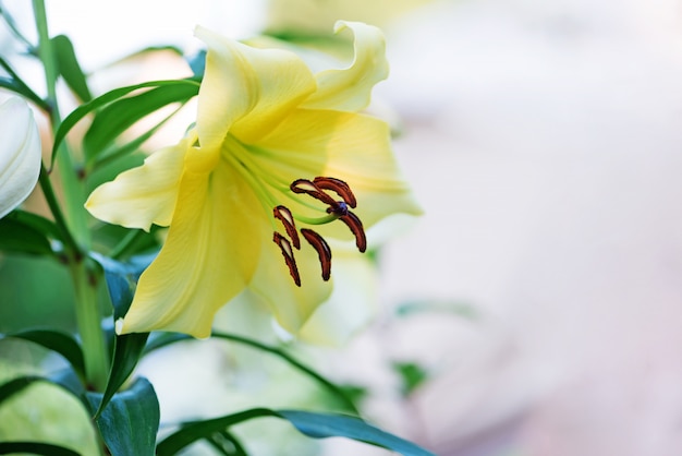 Fiore di giglio giallo in giardino.