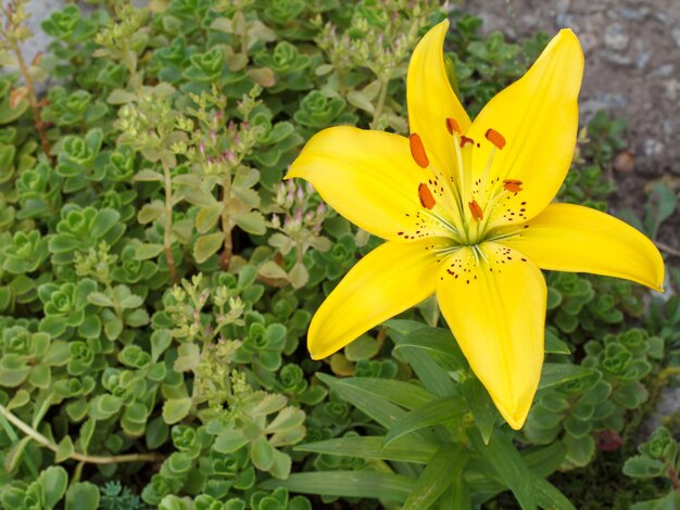 Fiore di giglio giallo nel giardino estivo