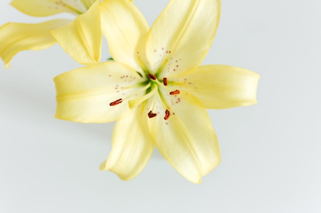 Fiore di giglio giallo su sfondo bianco Vista del primo piano