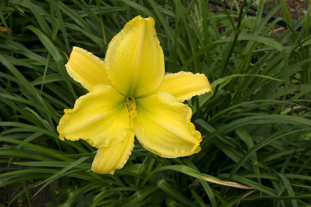 Fiore di giglio giallo su uno sfondo di erba verde.