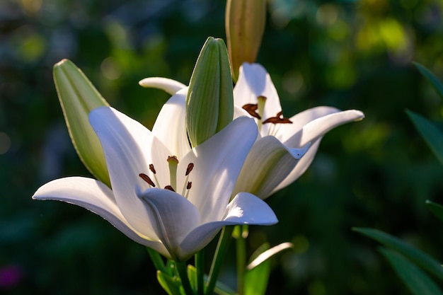 Fiore di giglio in fiore con petali bianchi in una fotografia macro della luce del tramonto d'estate.