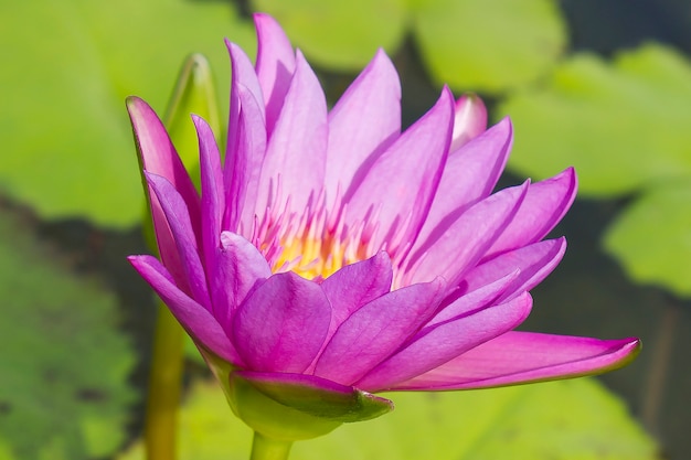 Fiore di giglio rosa elegante nell'acqua