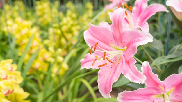 Fiore di giglio rosa in un giardino.