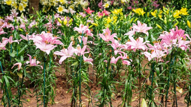 Fiore di giglio rosa in un giardino.