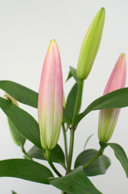 Fiore di giglio rosa su uno sfondo bianco isolato