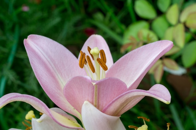 Fiore di giglio rosa