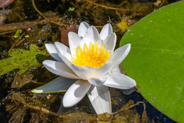 Fiore di giglio selvatico sullo sfondo della superficie dell'acqua Natura selvaggia Foto con buoni dettagli