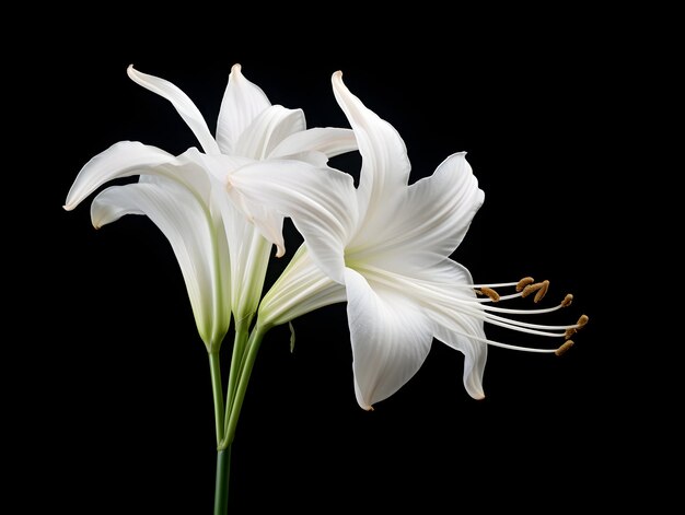 Fiore di giglio sullo sfondo dello studio fiore di giglia singolo immagini di fiori bellissimi