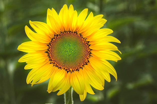 Fiore di girasole che funge da fonte di cibo. Floreale in campo