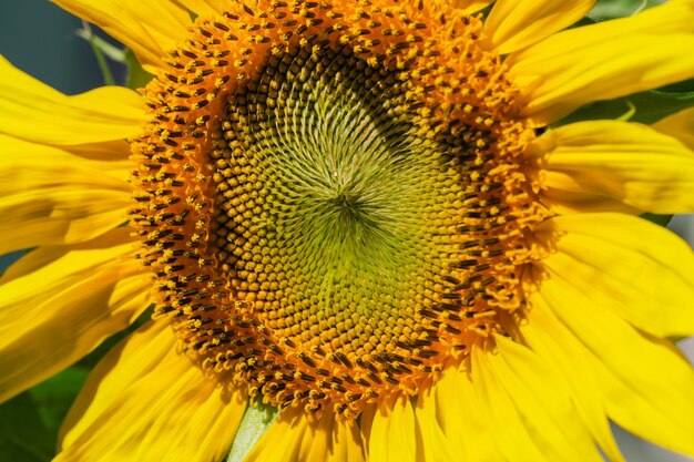 Fiore di girasole giallo brillante in fiore in una macrofotografia ravvicinata di una giornata estiva