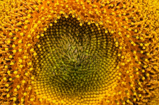 Fiore di girasole giallo brillante in fiore in una macrofotografia ravvicinata di una giornata estiva