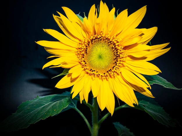 Fiore di girasole giallo su sfondo nero