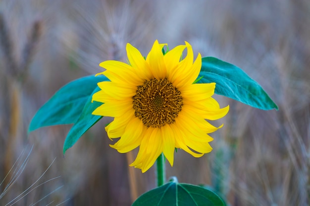 Fiore di girasole in un campo di grano.