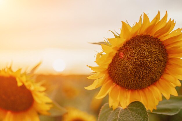 Fiore di girasole luminoso primo piano di un girasole in piena fioritura che crea uno sfondo astratto naturale