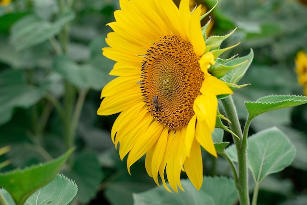 Fiore di girasole maturo giallo e suoi semi sul campo