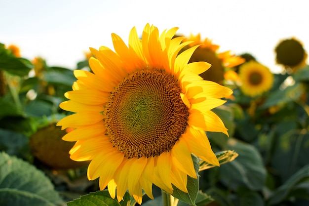 Fiore di girasole nel campo. Fiore giallo brillante in estate.